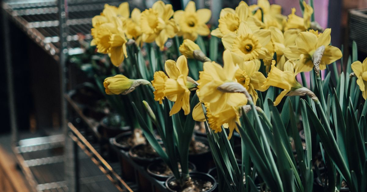 Top 10 Spring Flowers for Newcastle Gardens